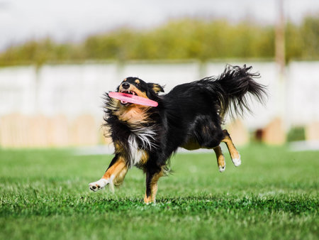 excited Shetland Sheepdog Sheltie catched rolling flying disk trying to catch it, summer outdoors...