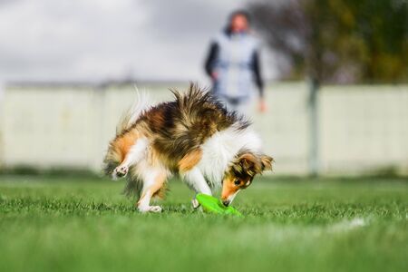 excited Shetland Sheepdog Sheltie catched rolling flying disk trying to catch it, summer outdoors dog sport competitionの写真素材