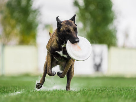 Malinois Belgian Shepherd catched flying disk, summer outdoors dog sport competition