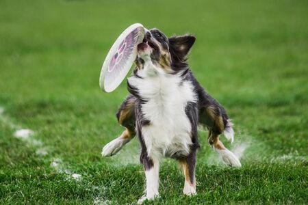 border collie running and jumping catching flying disk, summer outdoors dog sport competitionの写真素材