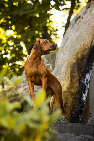 Attentive Rhodesian Ridgeback standing on rock at beautiful landscape