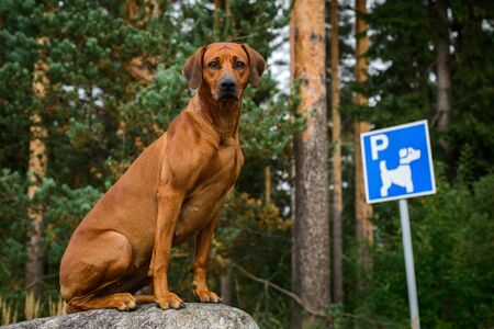 Funny rhodesian ridgeback dog sitting at parking in front of blue and white direction sign parking for dogs in forest park areaの写真素材