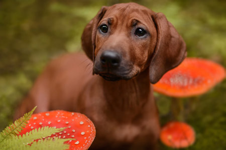 Cute rhodesian ridgeback puppy dog close up portrait among toxic red Amanita mushrooms in forest