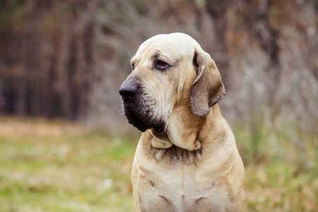 Adult Fila Brasileiro (Brazilian Mastiff) dog portrait, autumn sceneの写真素材