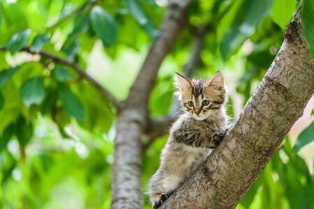 Cute funny curious kitten cat climbing tree in garden on sunny summer dayの写真素材