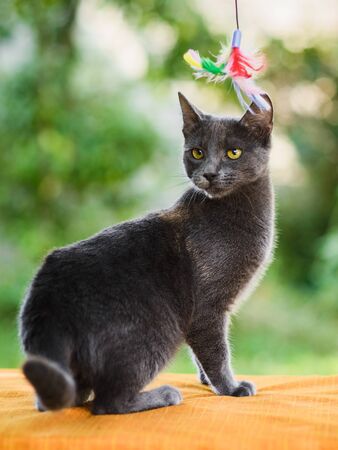 Portrait of cute disappointed gray russian blue cat looking for catchの写真素材