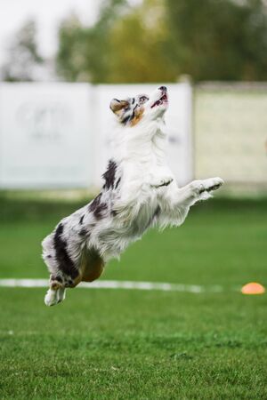 excited australian shepherd jumping high catching flying disk, open mouth, summer outdoors dog sport competitionの写真素材