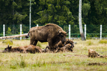 herd of European bison in BiaÅ‚owieÅ¼a Forest national park zoo, an endangered species,...