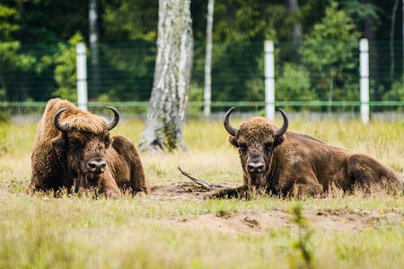 herd of European bison in BiaÅowieÅ¼a Forest national park zoo, an endangered species, national animal of Poland and Belarusの写真素材
