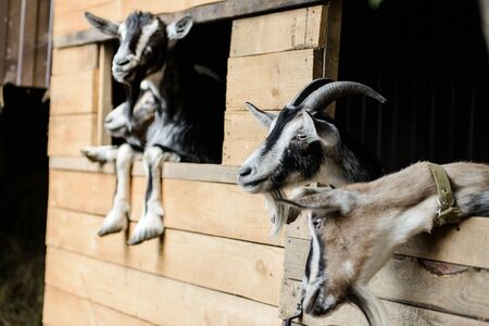 Portrait of young goats looking out of wood stall barnの写真素材