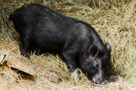 Cute young hairy black farm pig in farm at countrysideの写真素材
