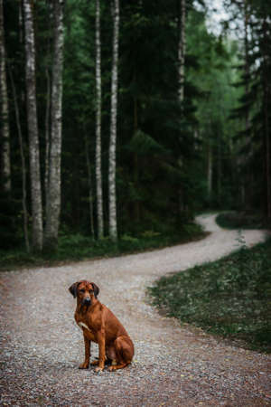 Beautiful Rhodesian Ridgeback dog sitting on the road in green forest nature sceneの写真素材