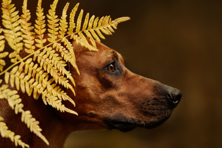 Adorable Rhodesian Ridgeback close up portrait in green forest nature scene