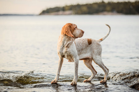 Beautiful Bracco Italiano pointer standing on rocks at sunset sea landsape
