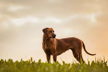 Adorable Rhodesian Ridgeback standing in field at sunset nature sceneの写真素材