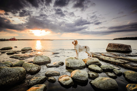 Beautiful Bracco Italiano pointer standing on rocks at sunset sea landsapeの写真素材