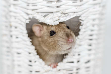 Cute fancy rat portrait in heart shaped white osier vase windowの写真素材