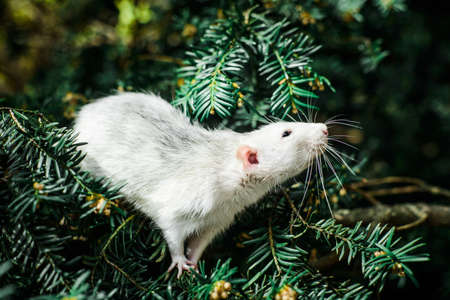 Cute white and gray dumbo fancy rat sitting in ever green festive spruce fir pine tree.の写真素材