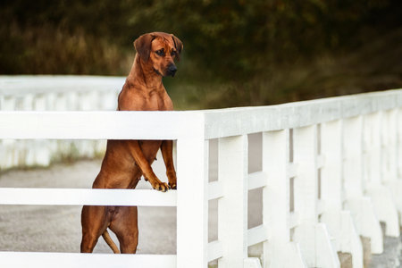 Adorable Rhodesian Ridgeback dog standing on white fence near pond at sunset lightの写真素材