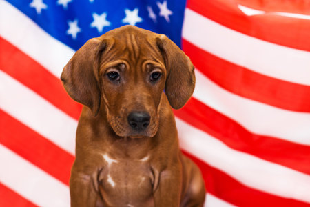 cute rhodesian ridgeback puppy posing in front of american usa flag on Independence Day