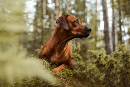 Adorable Rhodesian Ridgeback close up portrait in green forest nature sceneの写真素材