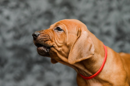 Funny face rhodesian ridgeback puppy dog close up portrait on gray floral backgroundの写真素材