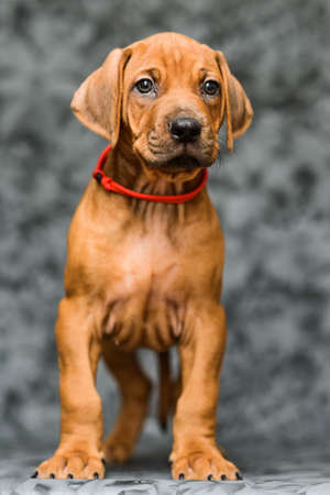Cute rhodesian ridgeback puppy dog standing on gray floral backgroundの写真素材