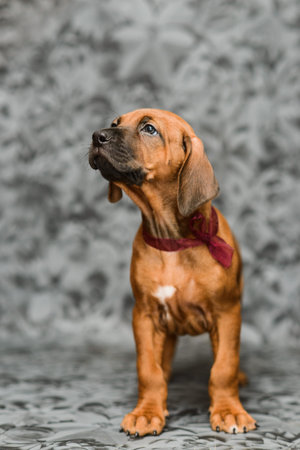 Cute rhodesian ridgeback puppy dog standing on gray floral backgroundの写真素材