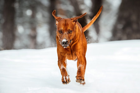 Happy rhodesian ridgeback dog having fun running at snowy winter forestの写真素材