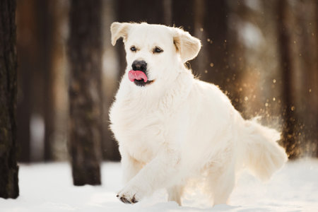 happy golden retriever dog having fun running at winter forestの写真素材