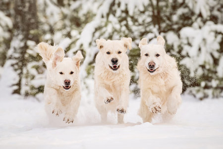 Three golden retriever dogs having fun running together at snowy winter forest