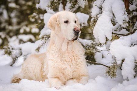 cute golden retriever dog lying under fir tree at snowy winter forestの写真素材