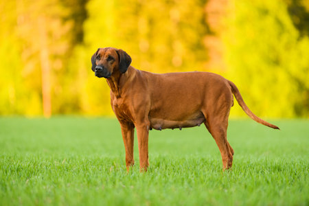 Pregnant rhodesian ridgeback dog standing on the field on sunny summer eveningの写真素材