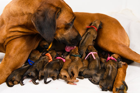Rhodesian ridgeback mother dog feeding her newborn puppies, the breasts filled with milk, studio shotの写真素材