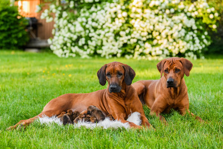Rhodesian ridgeback family, mother and father lying on grass with their newborn puppiesの写真素材