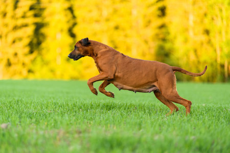 Pregnant rhodesian ridgeback dog running on the field on sunny summer evening