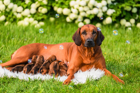 Rhodesian ridgeback mother dog lying with her newborn puppies in summer nature background surrounded with soap bubblesの写真素材