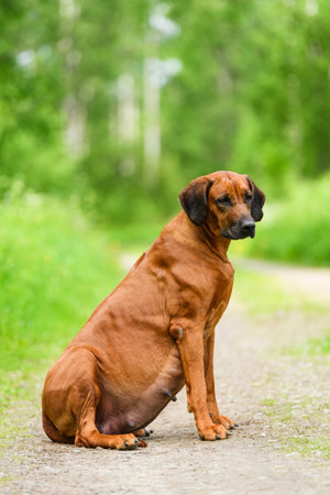 Pregnant rhodesian ridgeback dog sitting at nature on summer day