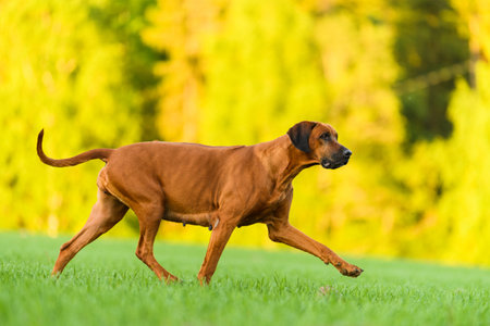 Pregnant rhodesian ridgeback dog running on the field on sunny summer eveningの写真素材