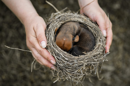 very small newborn rhodesian ridgeback puppy sleeping in bird nest held by armsの写真素材