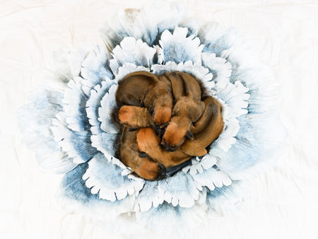 Cute newborn rhodesian ridgeback puppies sleeping together on flower decorの写真素材