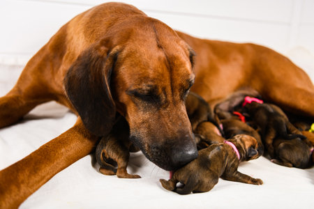 Rhodesian ridgeback mother dog feeding her newborn puppies, the breasts filled with milk, studio shotの写真素材