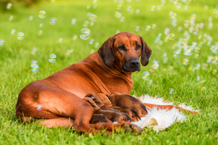 Rhodesian ridgeback mother dog lying with her newborn puppies in summer nature background surrounded with soap bubblesの写真素材