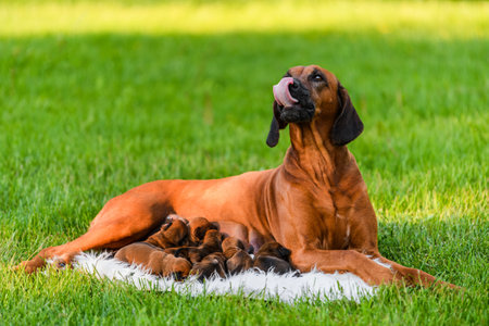 Rhodesian ridgeback mother dog lying on grass with her newborn puppies, the breasts filled with milkの写真素材