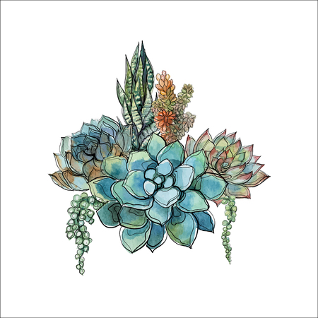 Bouquet of succulents. Flower arrangement for design. Watercolor. Graphics Vectorのイラスト素材