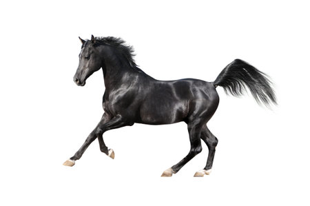 black arab horse isolated on whiteの写真素材