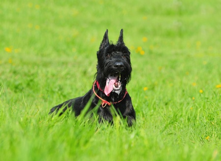 giant black schnauzerの写真素材