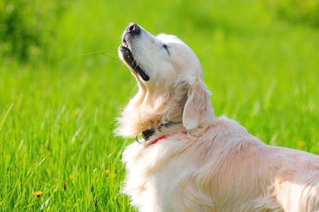 golden retrieverの写真素材
