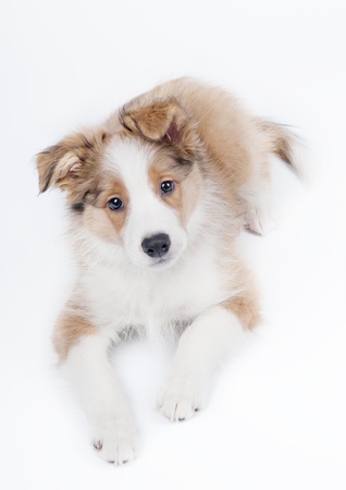 border collie puppyの写真素材