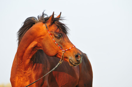 arab horse portraitの写真素材